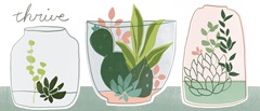 Terrarium Cameo Collection D