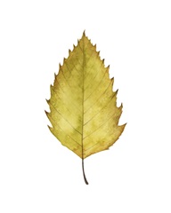 Fall Leaf Study I