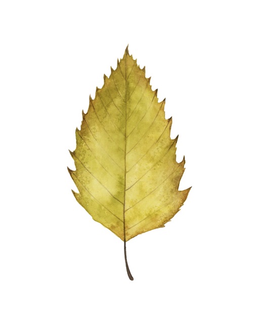 Fall Leaf Study I