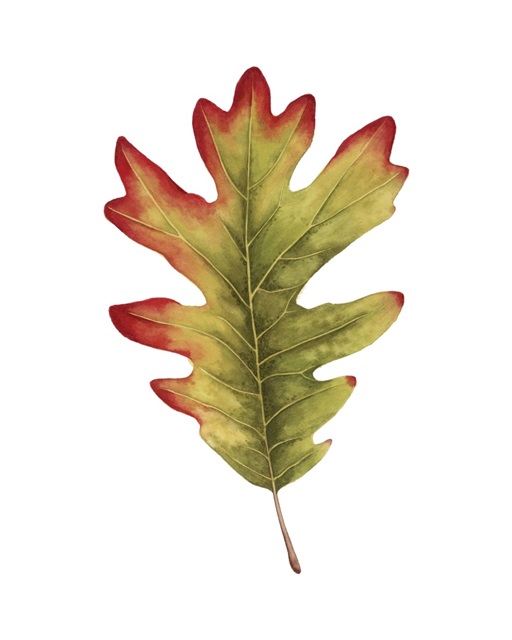 Fall Leaf Study II