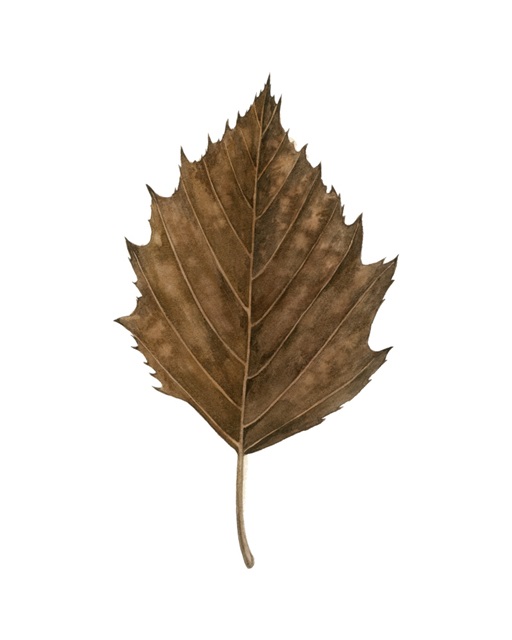 Fall Leaf Study III