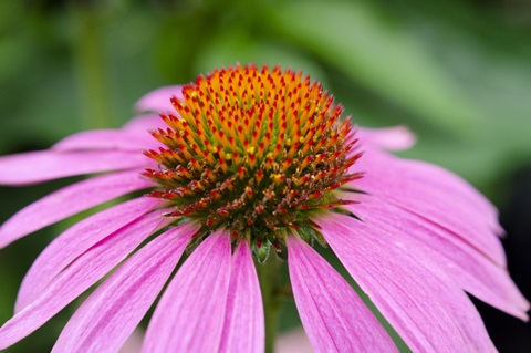 Pink Coneflowers III