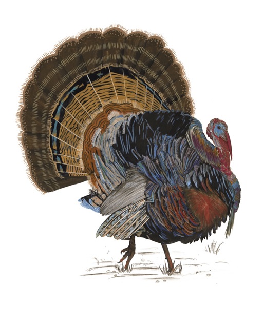 Turkey Study I