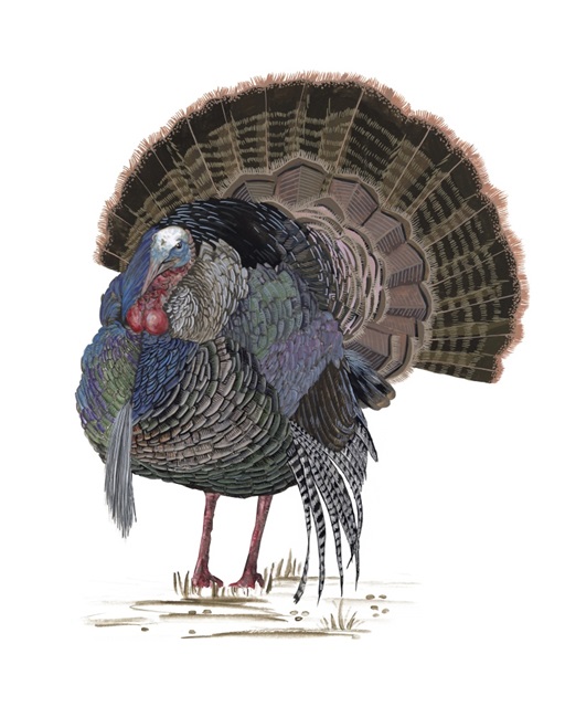 Turkey Study II