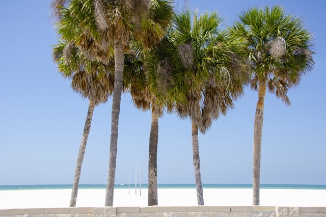 Coastal Palms I