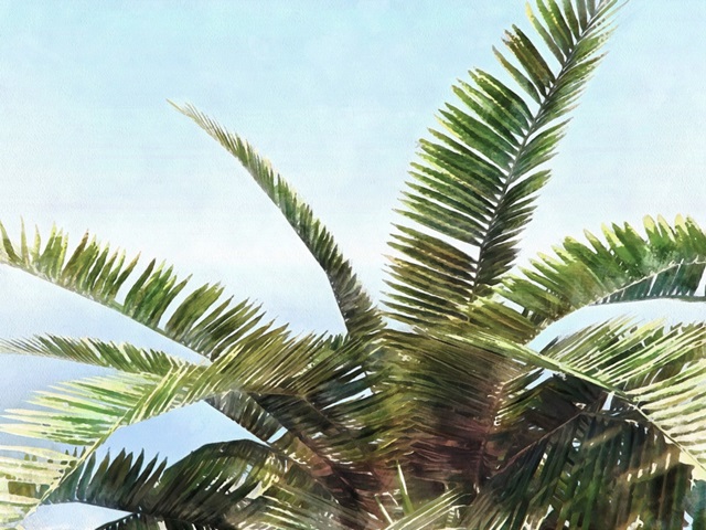 Pleasant Palms I