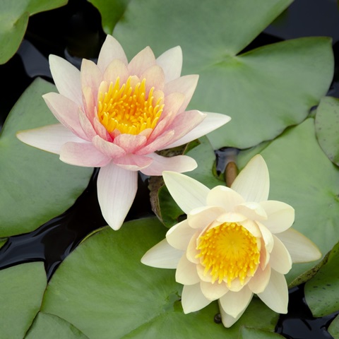 Water Lily Flowers I