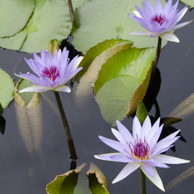 Water Lily Flowers IV