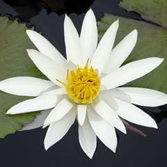 Water Lily Flowers V