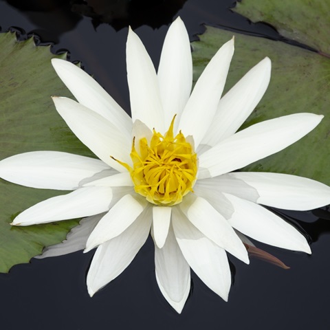 Water Lily Flowers V