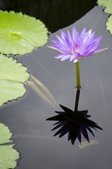 Water Lily Flowers VI