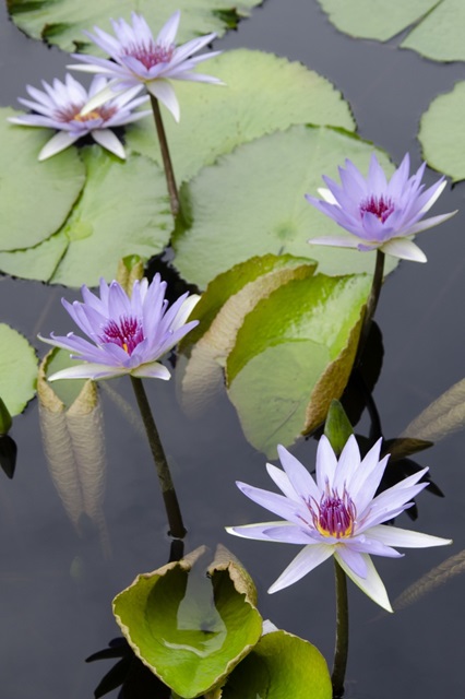 Water Lily Flowers VII