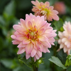 Cropped Garden Flowers III