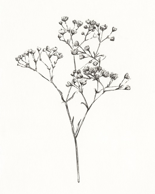 Wild Bloom Sketch I