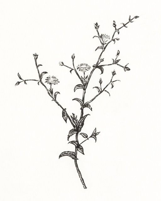 Wild Bloom Sketch II