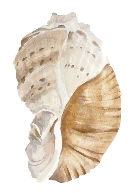 Seashell I