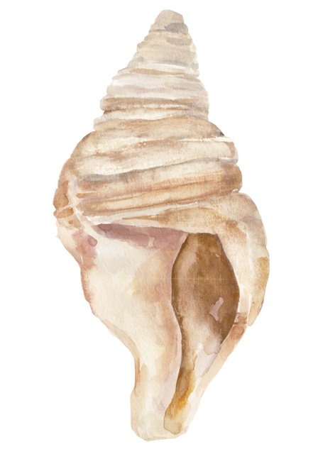 Seashell II