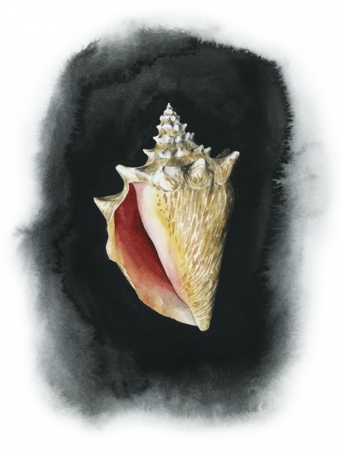 Conch on Black I