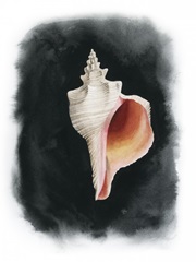 Conch on Black II