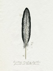 Found Feather II