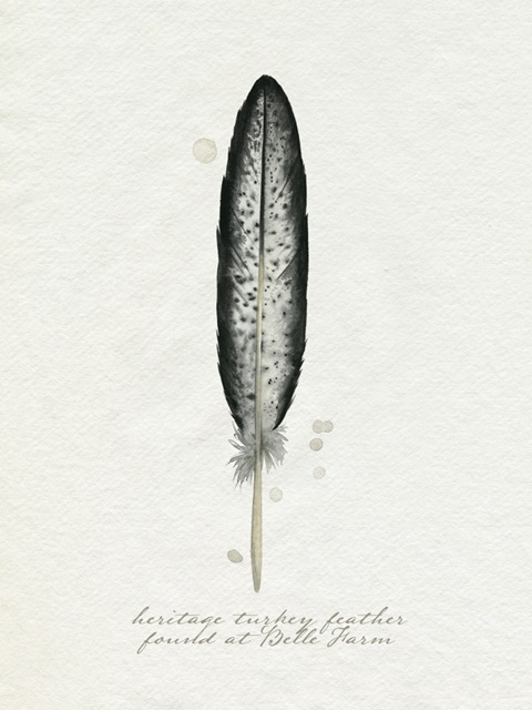 Found Feather II