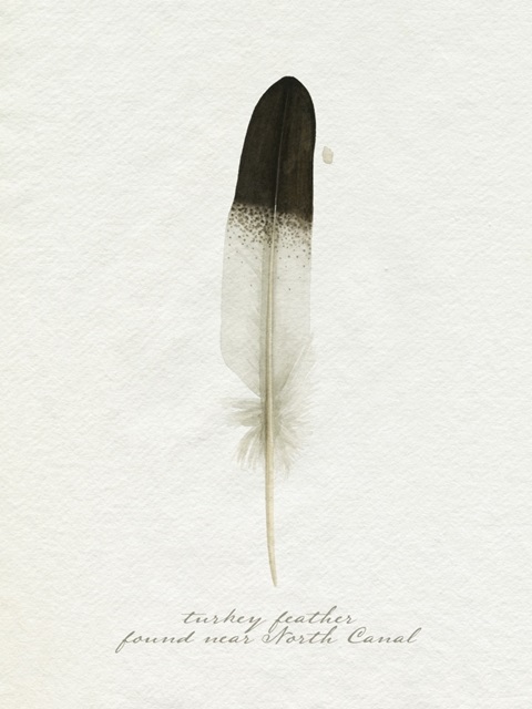 Found Feather IV