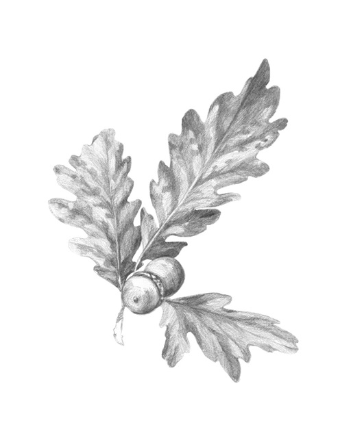 Oak Leaf Pencil Sketch I