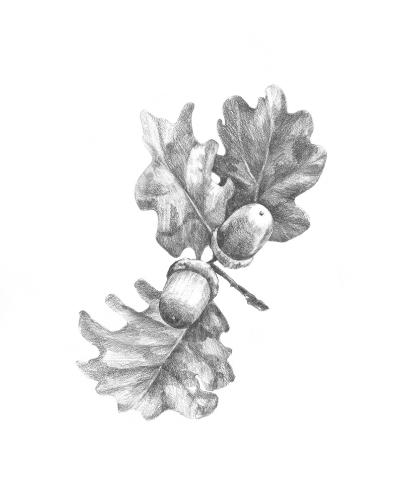 Realistic Oak Tree Drawings  Drawing Nature  Joshua Nava Arts