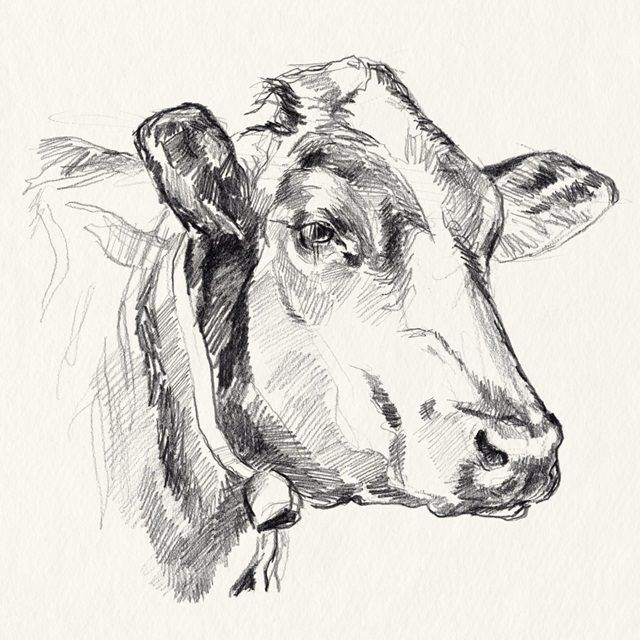 Holstein Portrait Sketch I