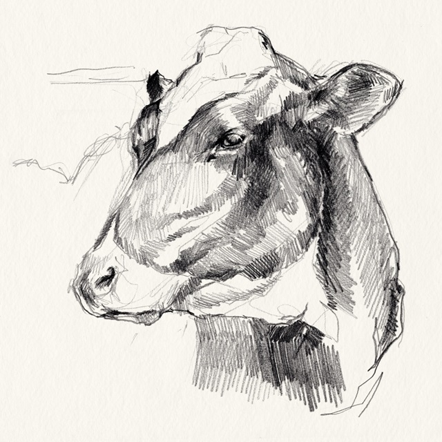 Holstein Portrait Sketch II