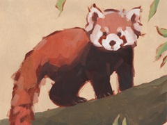 Red Panda I