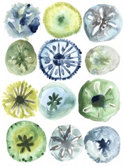 Sea Urchin Assortment II