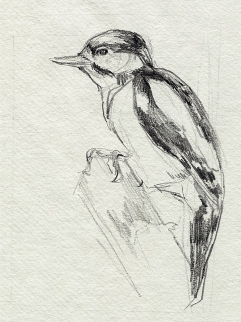 Woodpecker Sketch I