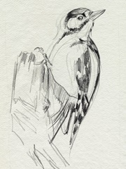 Woodpecker Sketch II