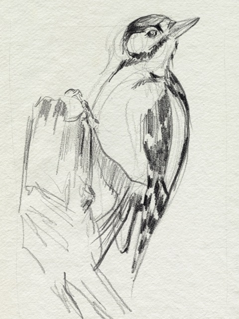 Woodpecker Sketch II