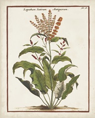 Munting Botanicals I