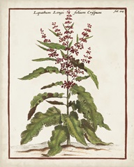 Munting Botanicals II