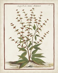 Munting Botanicals III