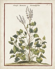 Munting Botanicals V