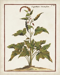 Munting Botanicals VI