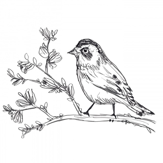 Simple Songbird Sketches II