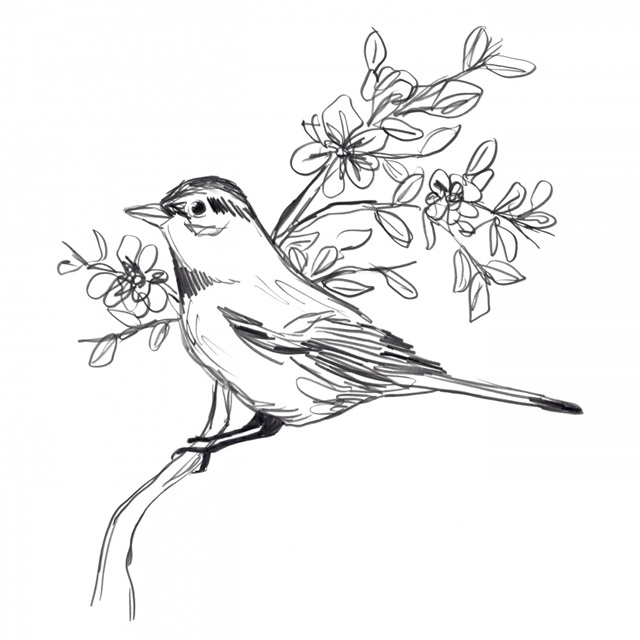 Simple Songbird Sketches III