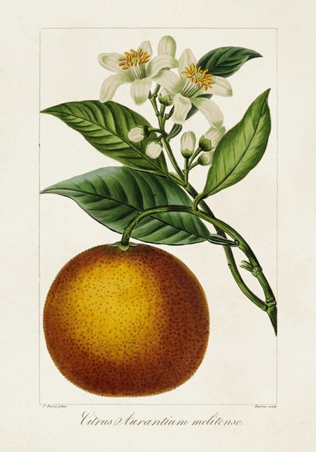 Antique Citrus Fruit I