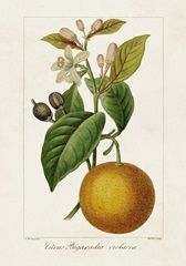 Antique Citrus Fruit II