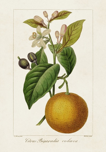 Antique Citrus Fruit II