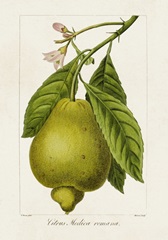 Antique Citrus Fruit III
