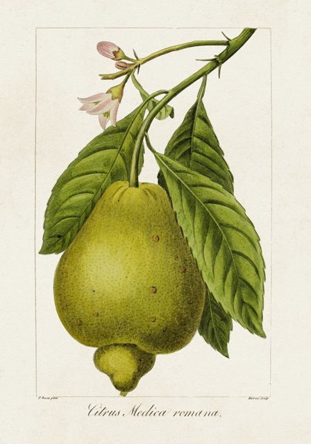 Antique Citrus Fruit III