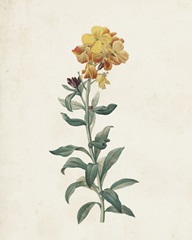 Classic Botanicals III