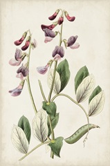 Antique Botanical Collection I