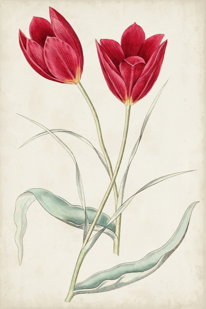 Antique Botanical Collection XII (#2756898) - The World Art Group